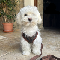 Hundeführgeschirr und Leinen-Set – PawLuxe