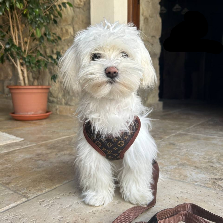 Hundeführgeschirr und Leinen-Set – PawLuxe