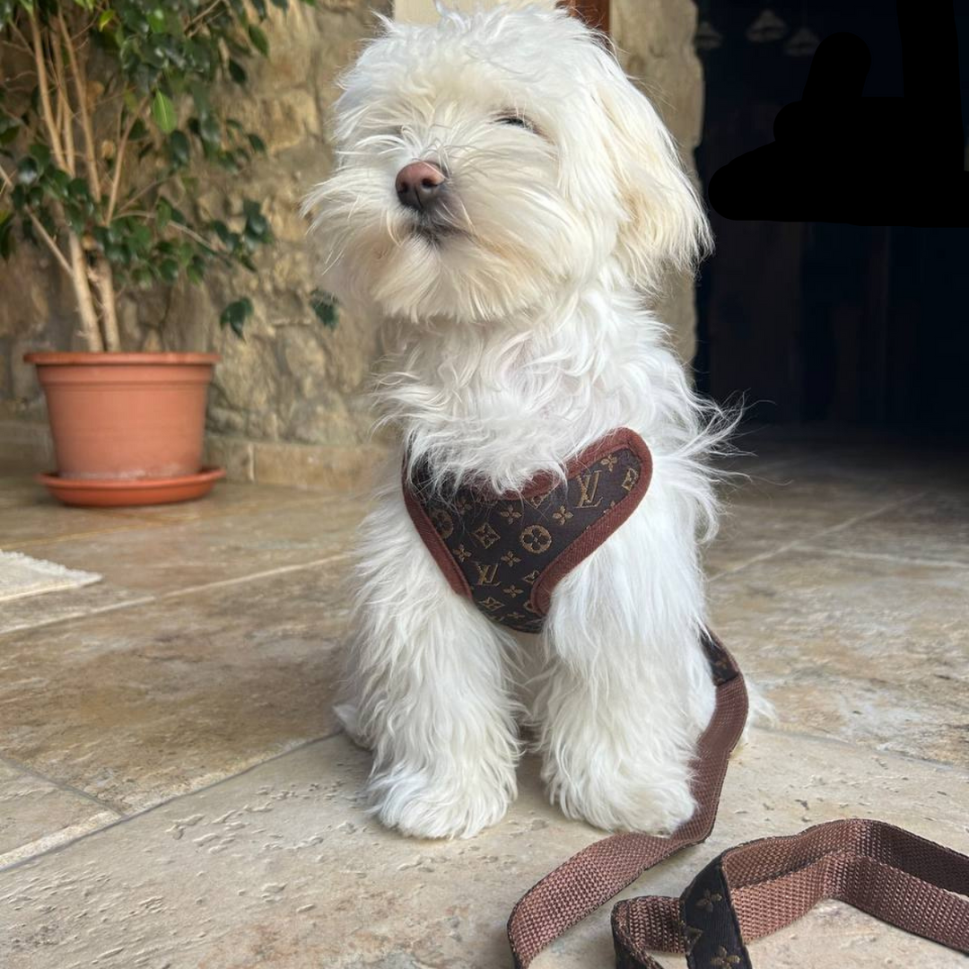 Hundeführgeschirr und Leinen-Set – PawLuxe