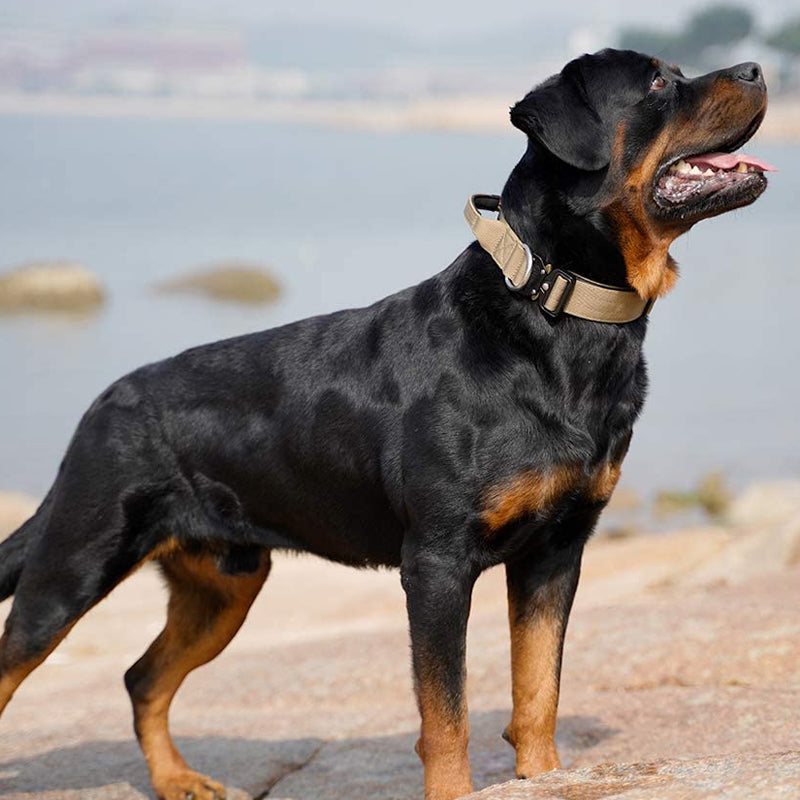 Rottweiler mit beigem Halsband am Strand, Hund, Haustier, Tierfotografie, Natur, Meer.