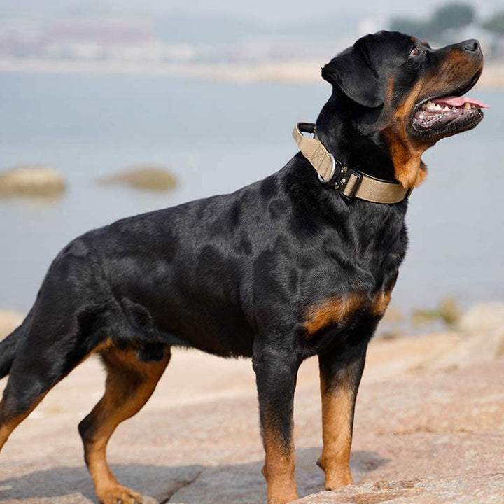 Rottweiler mit beigem Halsband am Strand, Hund, Haustier, Tierfotografie, Natur, Meer.