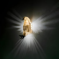 Wandlampe in Form eines Vogels, goldfarben, modernes Design, dekorative Beleuchtung.