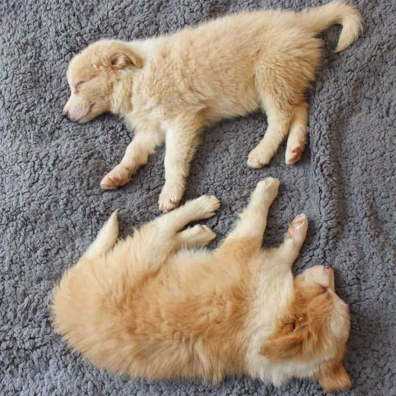 Zwei schlafende Welpen auf grauem Plüschteppich, flauschig, beige, süß, Haustiere.