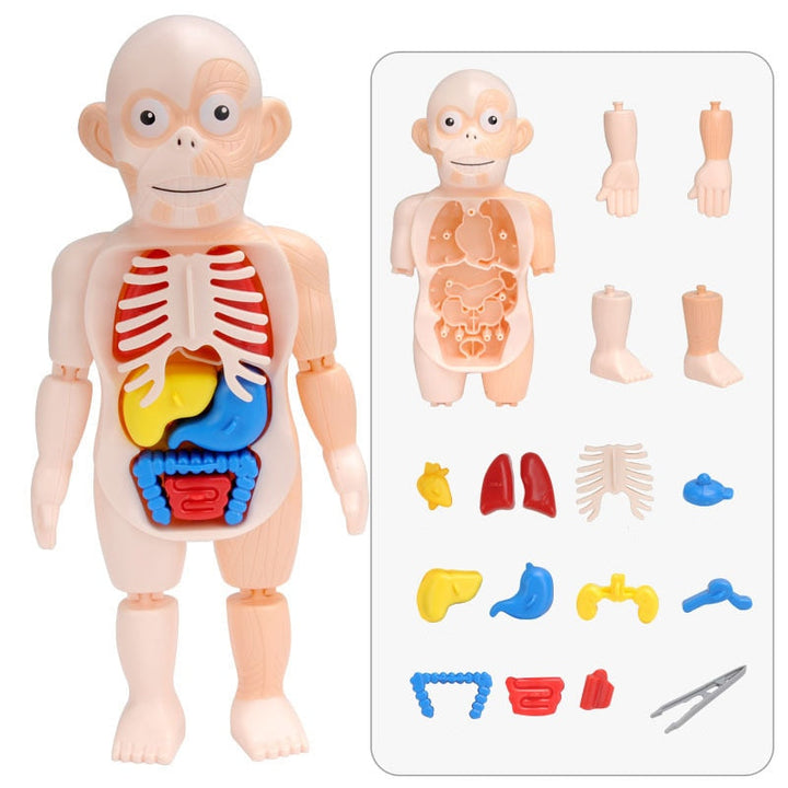 Lehrreiche Anatomieset für Kinder – Dr. Bones
