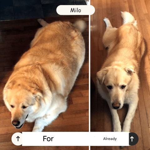 Wiederaufladbarer Ballwerfer für Hunde – FetchPro