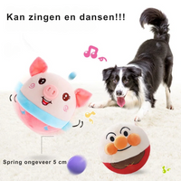 Hund spielt mit singendem, tanzendem Plüschball, rosa Schwein, Border Collie, Spielzeug, Musik.