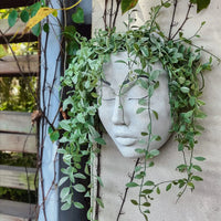 Weiße Gesichtsmaske aus Beton mit hängenden grünen Pflanzen, Wanddekoration im Garten.