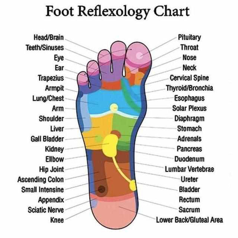 Fußreflexzonen-Diagramm, farbige Markierungen, Körperorgane, Reflexzonenmassage, Gesundheit.