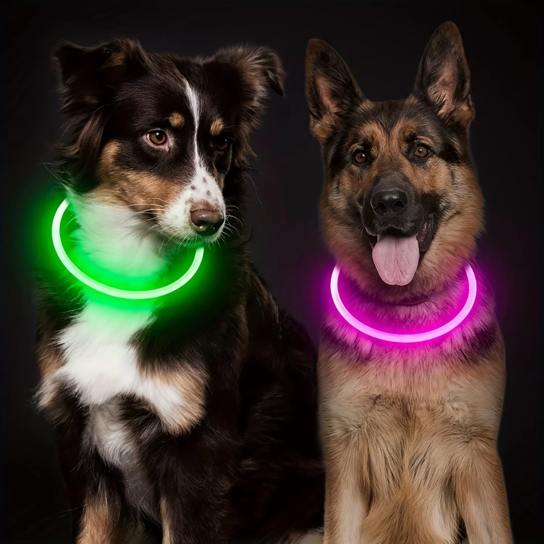 Zwei Hunde mit leuchtenden LED-Halsbändern, grün und pink, vor schwarzem Hintergrund.