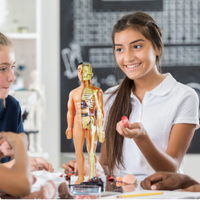 Mädchen mit Anatomie-Modell im Klassenzimmer, Biologieunterricht, menschlicher Körper, Schule.