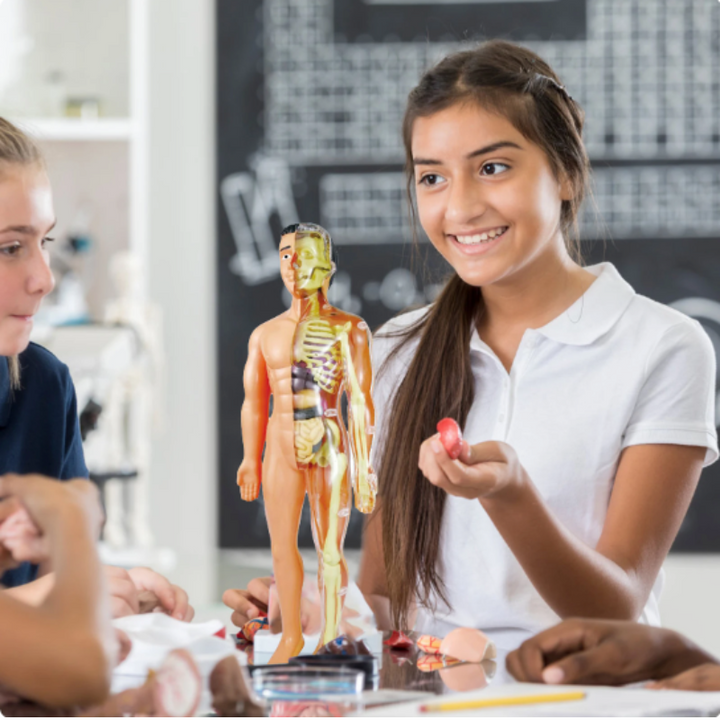 Mädchen mit Anatomie-Modell im Klassenzimmer, Biologieunterricht, menschlicher Körper, Schule.