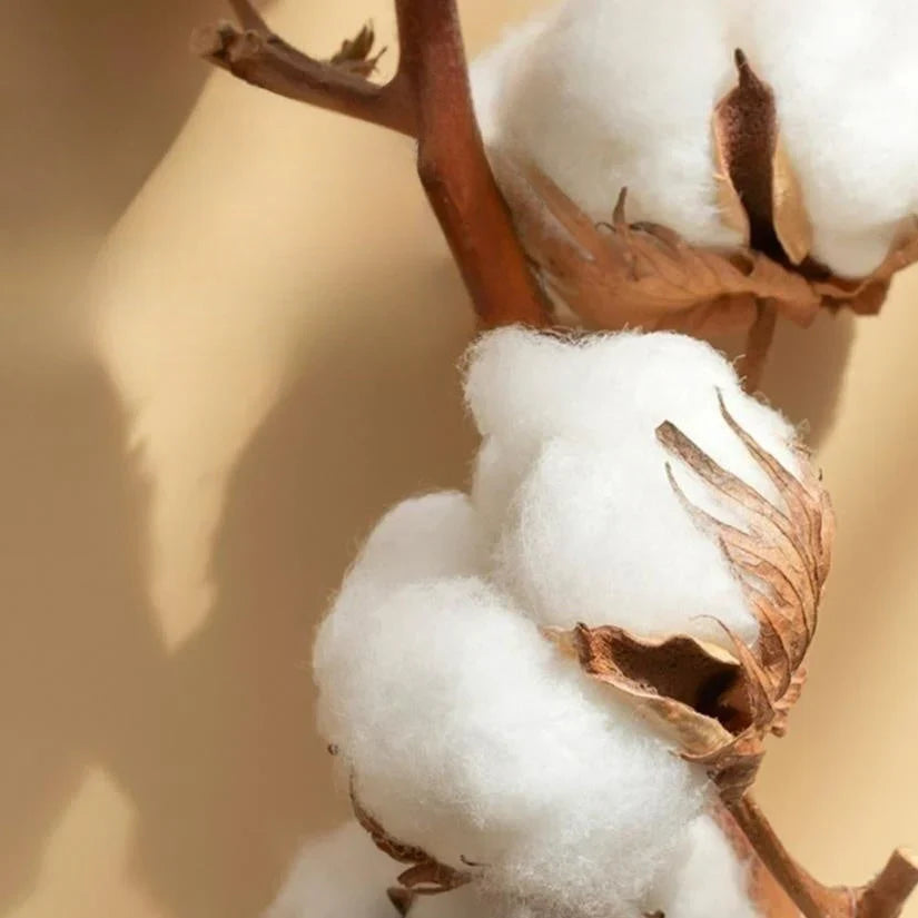 Zweig mit weißen Baumwollkapseln, Nahaufnahme, natürliche Textur, beige Hintergrund.