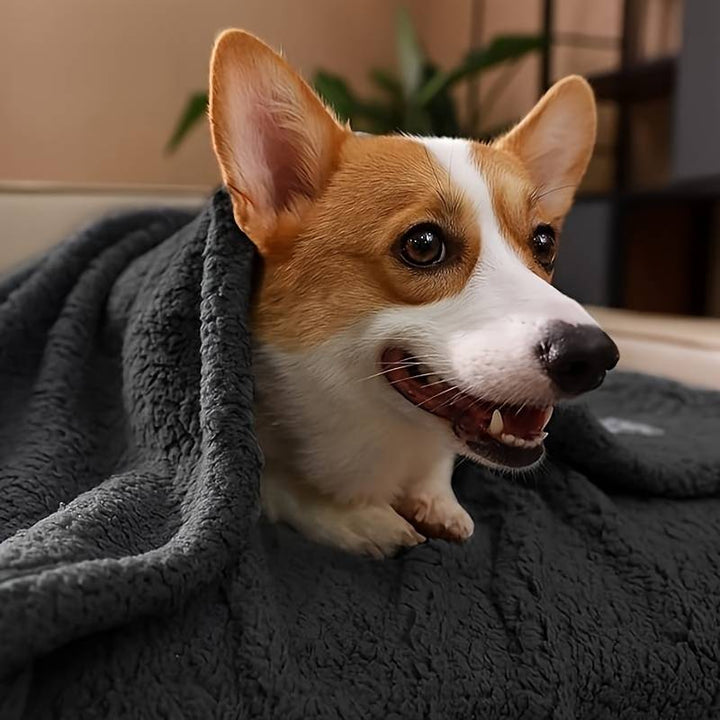 Corgi-Hund unter grauer Kuscheldecke, entspannt auf Sofa liegend, Haustier, gemütlich, niedlich.