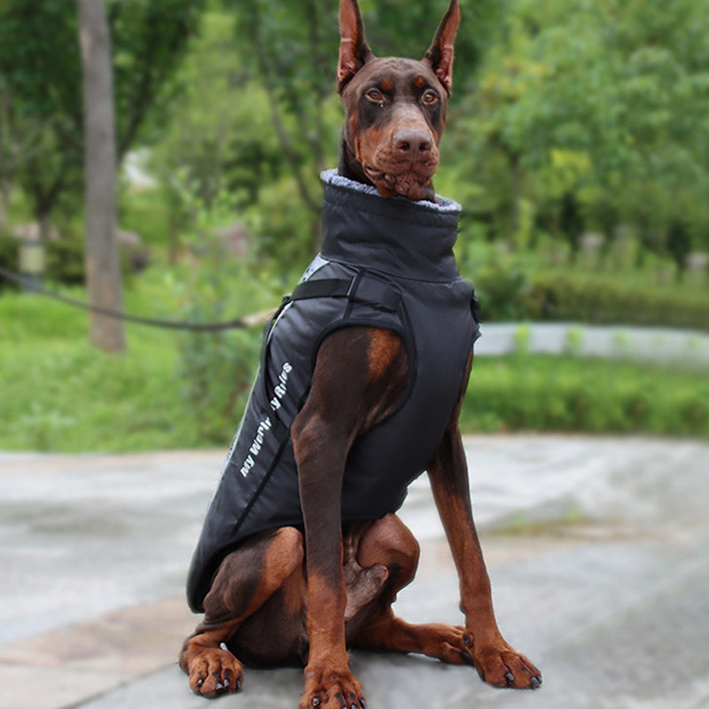 Dobermann im schwarzen Hundemantel, Outdoor, warm, wasserabweisend, Herbst/Winter-Bekleidung.