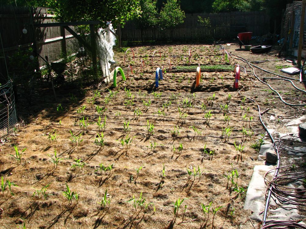 Gemüsegarten mit jungen Pflanzen, Bewässerungsschläuchen, sonnig, nachhaltiger Anbau, Frühling.