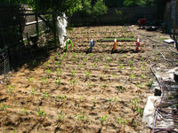 Gemüsegarten mit jungen Pflanzen, Bewässerungsschläuchen, sonnig, nachhaltiger Anbau, Frühling.