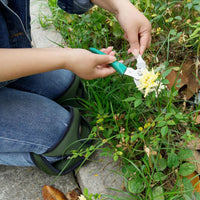 Person schneidet gelbe Blume mit grüner Gartenschere, Gartenarbeit, Nahaufnahme.