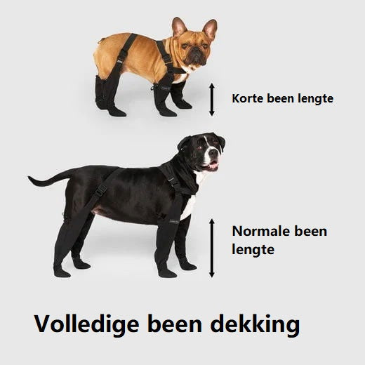 Französische Bulldogge und Pitbull tragen schwarze Hundestiefel, vollständiger Beinschutz.