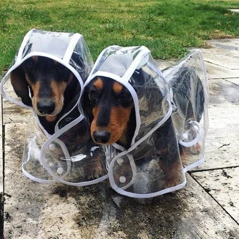 Zwei Hunde in transparenten Regenmänteln auf nassem Boden im Freien.