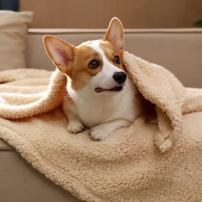 Corgi-Hund unter beiger Kuscheldecke auf Sofa, gemütlich, Haustier, Wohnzimmer, Entspannung.