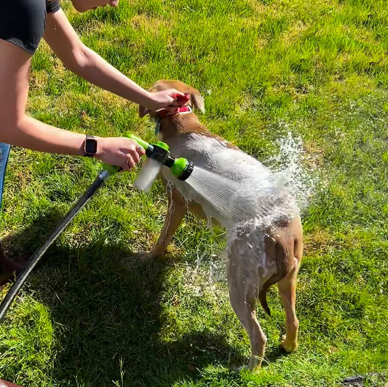 Person wäscht Hund im Garten mit Wasserschlauch, Sommer, Haustierpflege, grüne Wiese.
