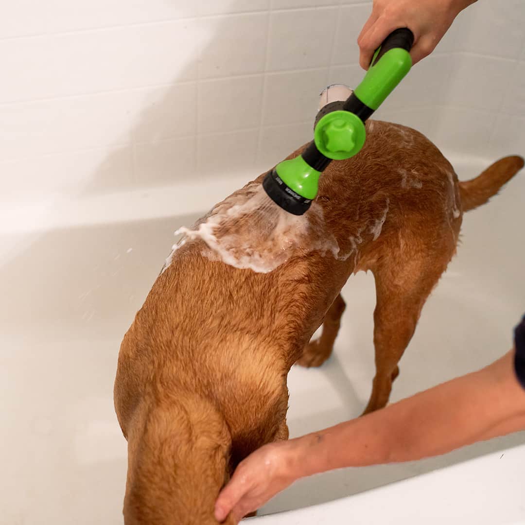 Person wäscht braunen Hund in Badewanne mit grünem Duschkopf.