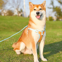 Shiba Inu mit blauem Hundegeschirr auf grünem Rasen, Haustierbedarf, Outdoor-Aktivität.