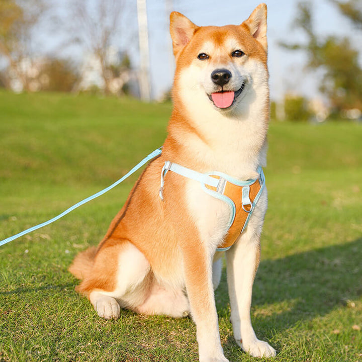 Shiba Inu mit blauem Hundegeschirr auf grünem Rasen, Haustierbedarf, Outdoor-Aktivität.