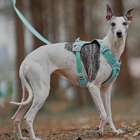 Hund mit türkisfarbenem, wasserdichtem Geschirr und Leine im Wald.