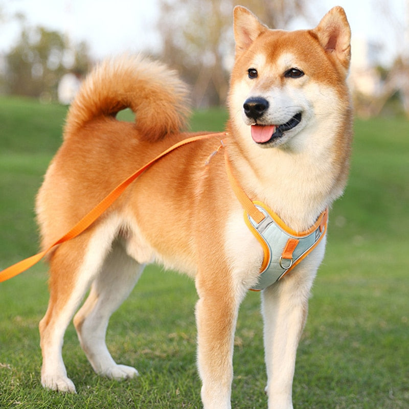 Shiba Inu Hund mit orangefarbenem Geschirr und Leine auf grünem Rasen im Freien.