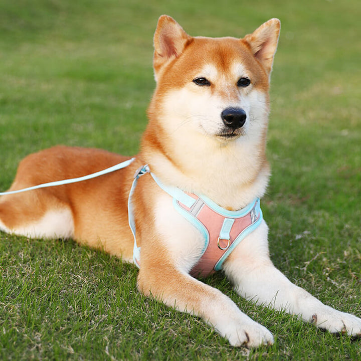 Shiba Inu mit rosa-blauem Hundegeschirr auf grünem Rasen.