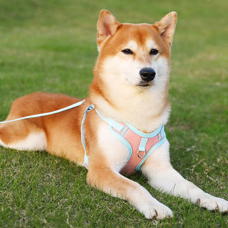 Shiba Inu mit rosa-blauem Hundegeschirr auf grünem Rasen.