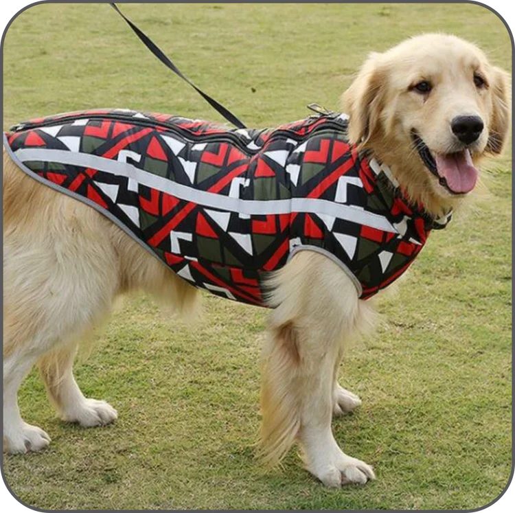 Goldener Retriever mit bunter Hundejacke, geometrisches Muster, Outdoor-Hundebekleidung.