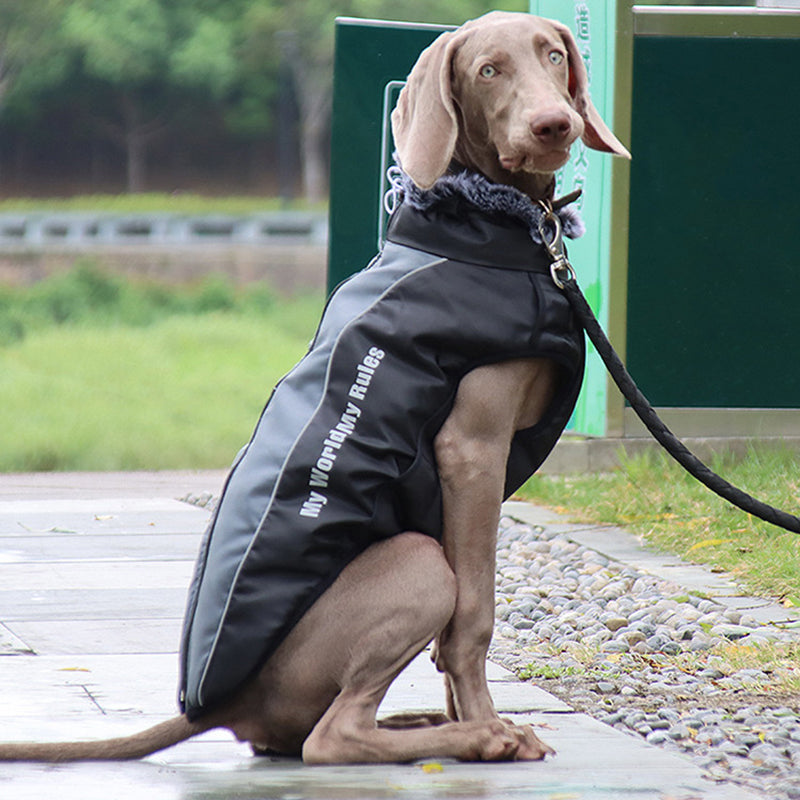 Weimaraner-Hund mit schwarzem wasserdichtem Mantel, sitzt auf Gehweg, Hundebekleidung.