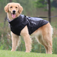 Goldener Retriever im schwarzen Hundemantel, Outdoor, wasserdicht, warm, Spaziergang im Park.