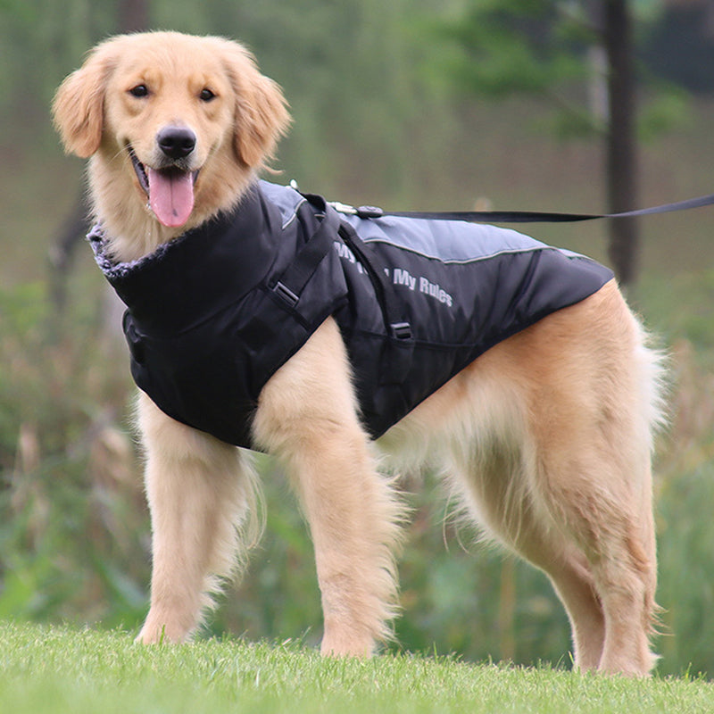 Goldener Retriever im schwarzen Hundemantel, Outdoor, wasserdicht, warm, Spaziergang im Park.