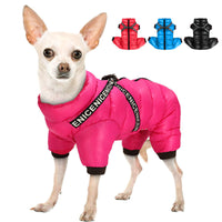 Chihuahua in pinkem Hundemantel, Winterjacke, warm, wasserdicht, modisch, Hundebekleidung.