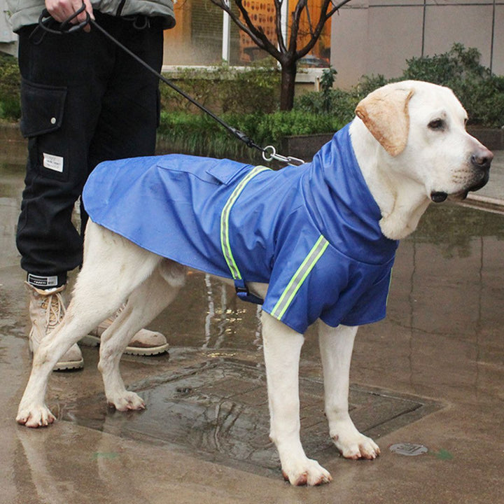 Labrador im blauen Regenmantel mit reflektierenden Streifen, Hundebekleidung für schlechtes Wetter.