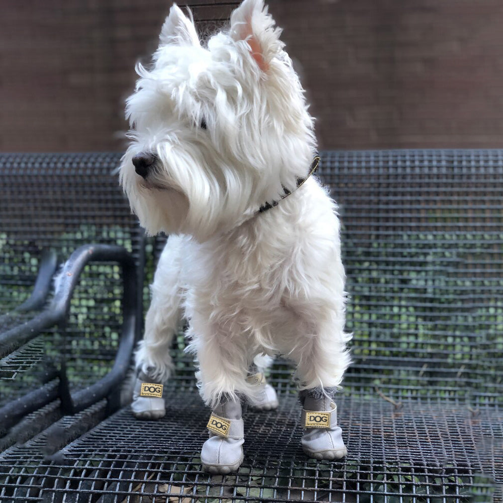 Weißer Hund mit grauen Hundeschuhen auf Metallbank, Westie, Haustierzubehör, Outdoor.