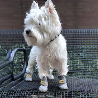 Weißer Hund mit grauen Hundeschuhen auf Metallbank, Westie, Haustierzubehör, Outdoor.