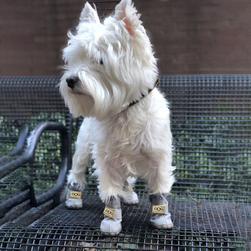 Weißer Hund mit grauen Hundeschuhen auf Metallbank, Westie, Haustierzubehör, Outdoor.