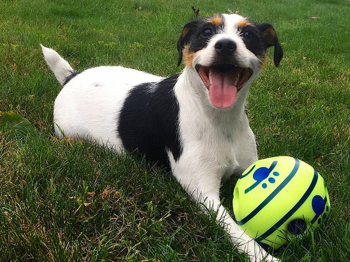 Fröhlicher Jack Russell Terrier mit gelbem Spielball auf grünem Rasen.