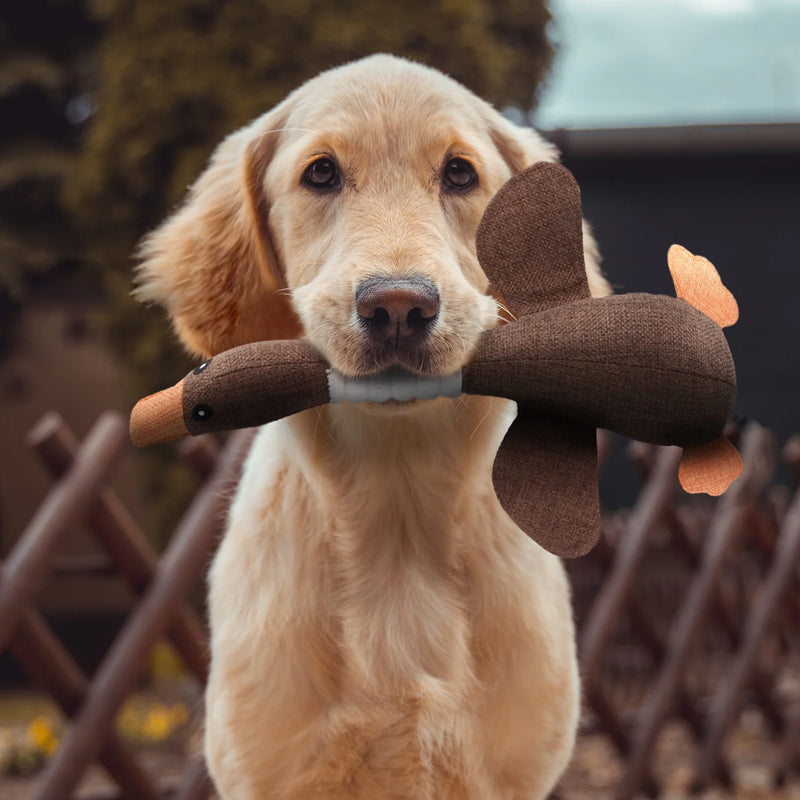 Golden Retriever mit braunem Plüschspielzeug-Ente im Garten, Hundespielzeug, Haustierbedarf.