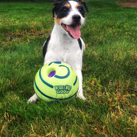 Hund mit grünem Wobble Wag Giggle Ball auf Rasen, Spielzeug für Haustiere, interaktives Hundespielzeug.