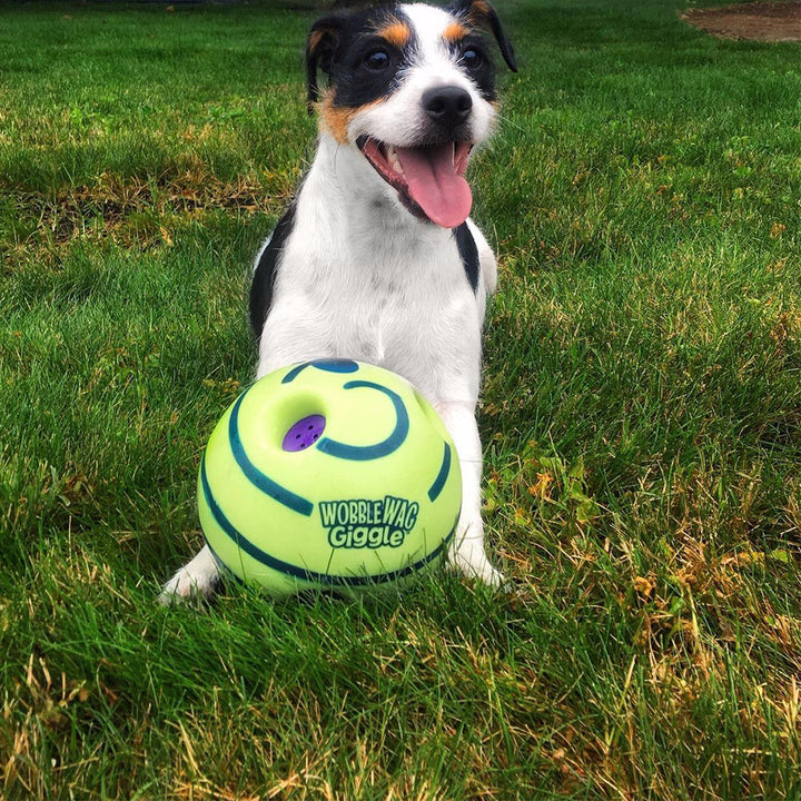 Hund mit grünem Wobble Wag Giggle Ball auf Rasen, Spielzeug für Haustiere, interaktives Hundespielzeug.