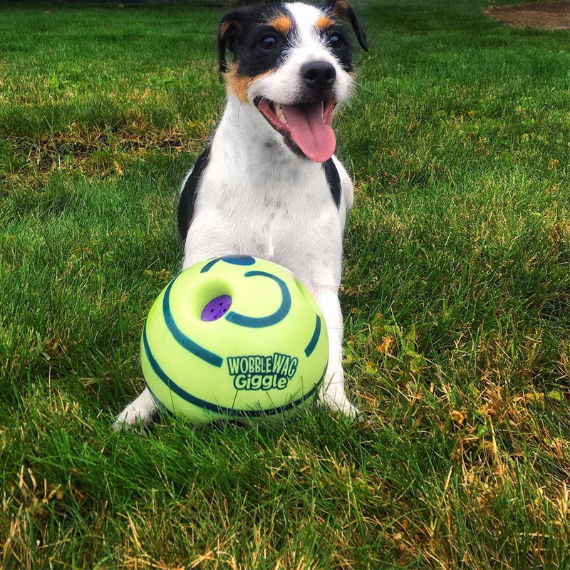 Hund mit grünem Wobble Wag Giggle Ball auf Rasen, Spielzeug für Haustiere, interaktives Hundespielzeug.