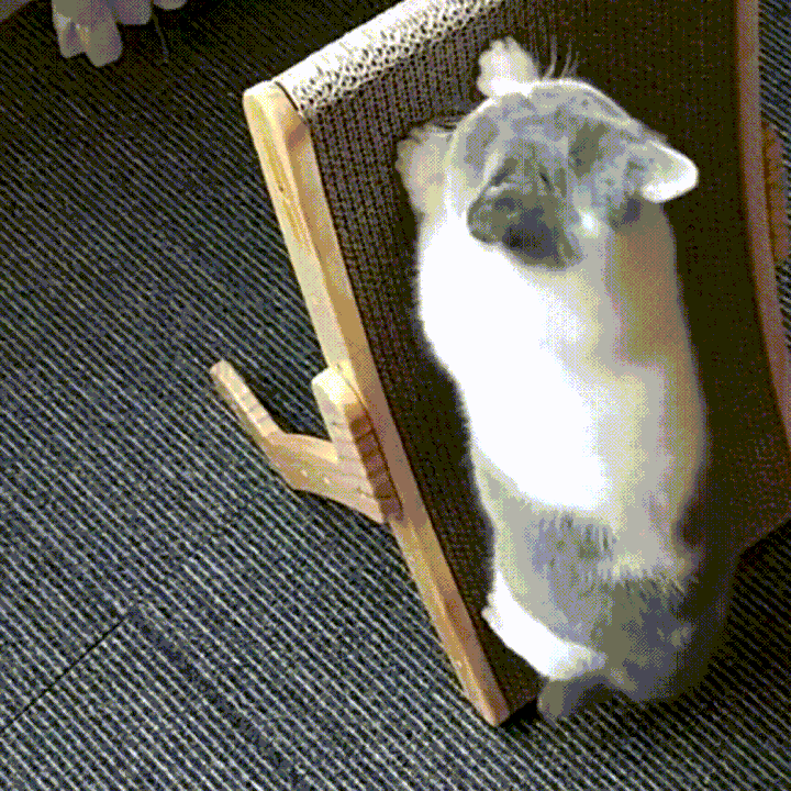 Katze kratzt an Zen Kratzbett aus Holz und Sisal, ergonomisches Design, langlebig, Katzenmöbel.