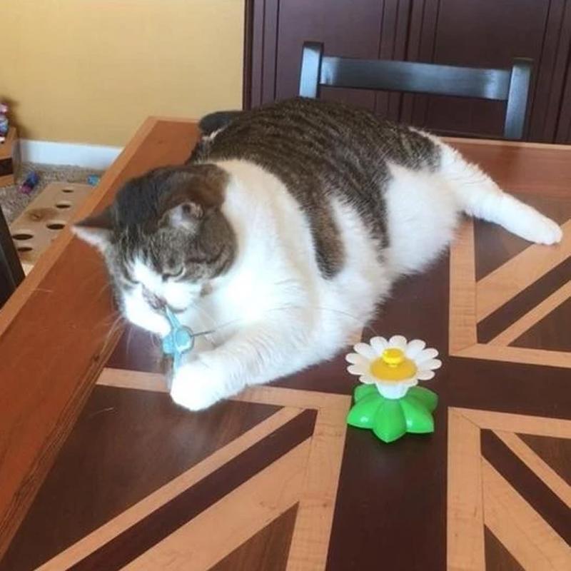 Katze spielt auf Holztisch mit Spielzeugblume, gestreiftes Fell, entspannte Haltung.
