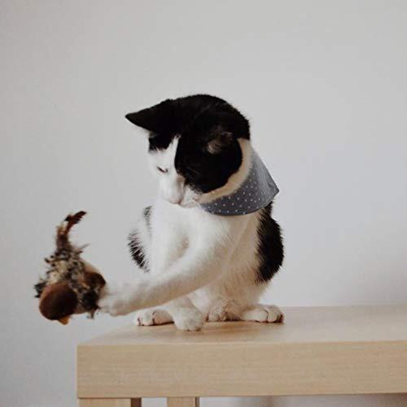 Schwarz-weiße Katze mit blauem Halstuch spielt auf Tisch mit Spielzeug.