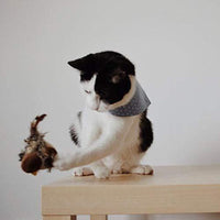 Schwarz-weiße Katze mit blauem Halstuch spielt auf Tisch mit Spielzeug.